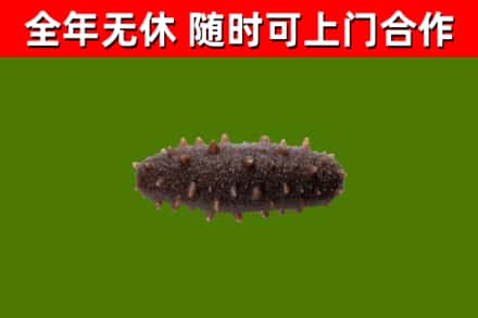 爱民区回收海参干